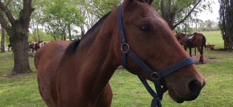 Polo Argentino Horse