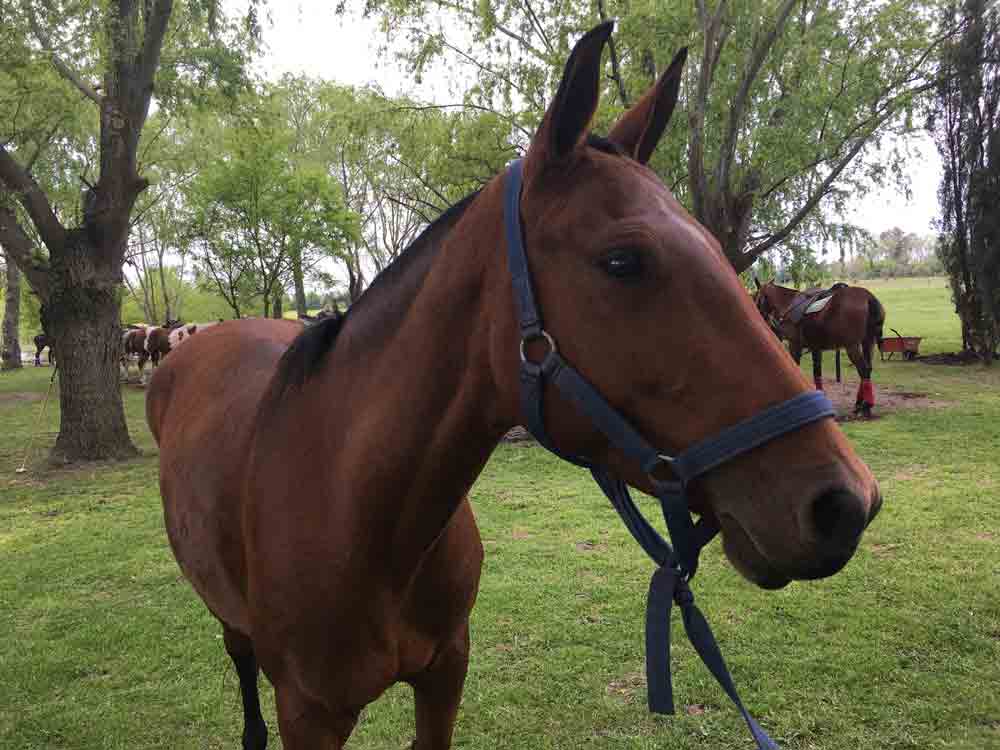 Polo Argentino Horse