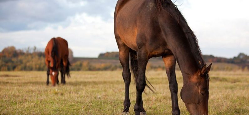 horse feeding