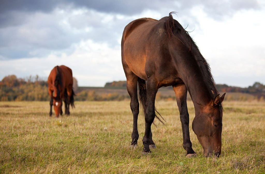 horse feeding