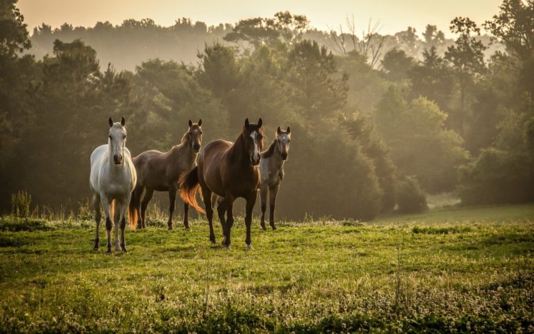 Horses Curiosities