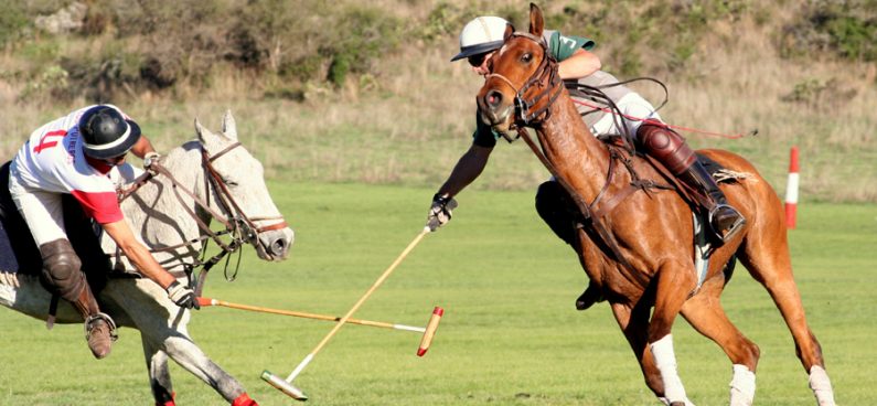 Polo Argentino Horse