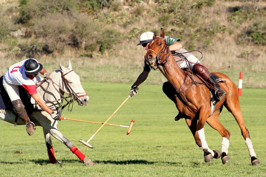 Polo Argentino Horse