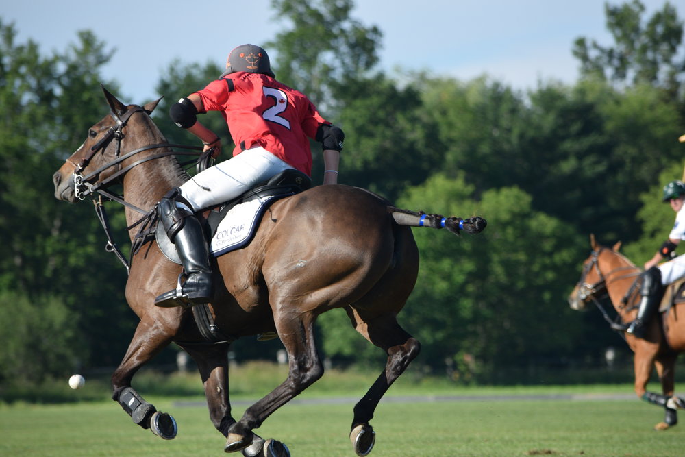 Polo Ponies