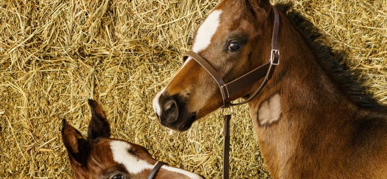 Polo Horses