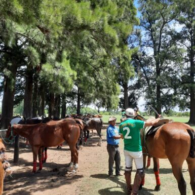 polo player and polo horse getting ready for polo match