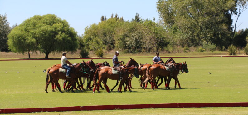 polo horses