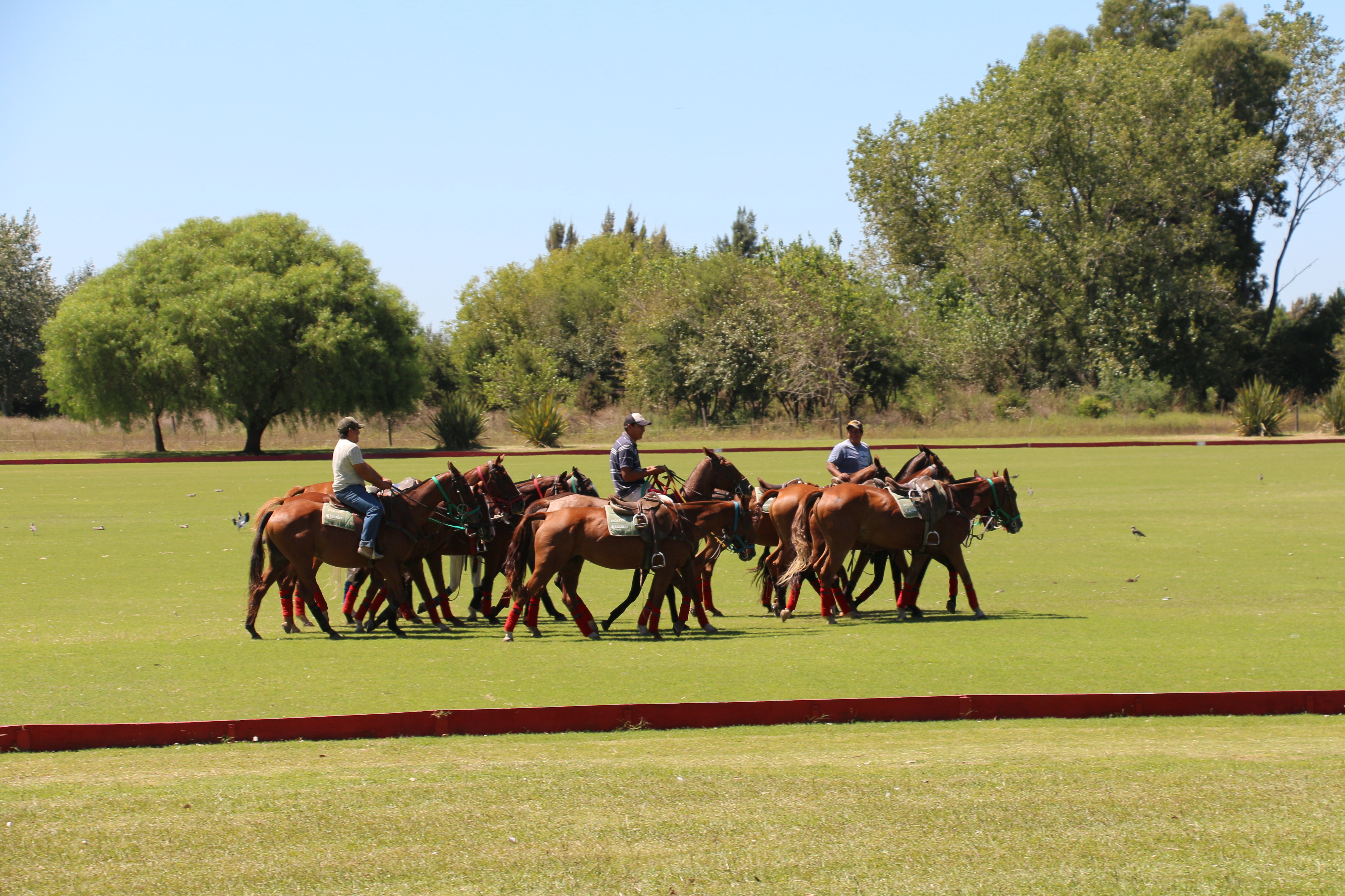 polo horses