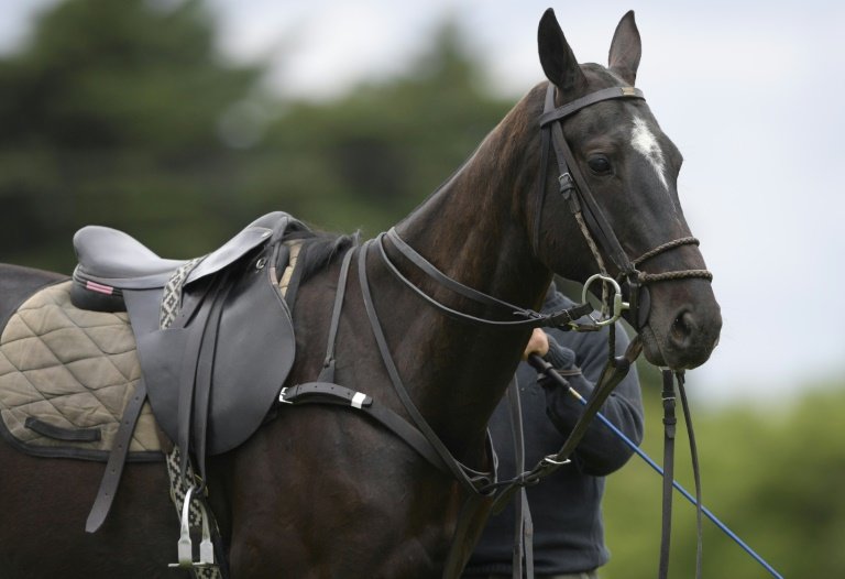 polo horses