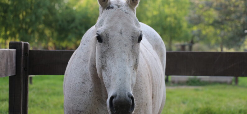 white horse facing the camera