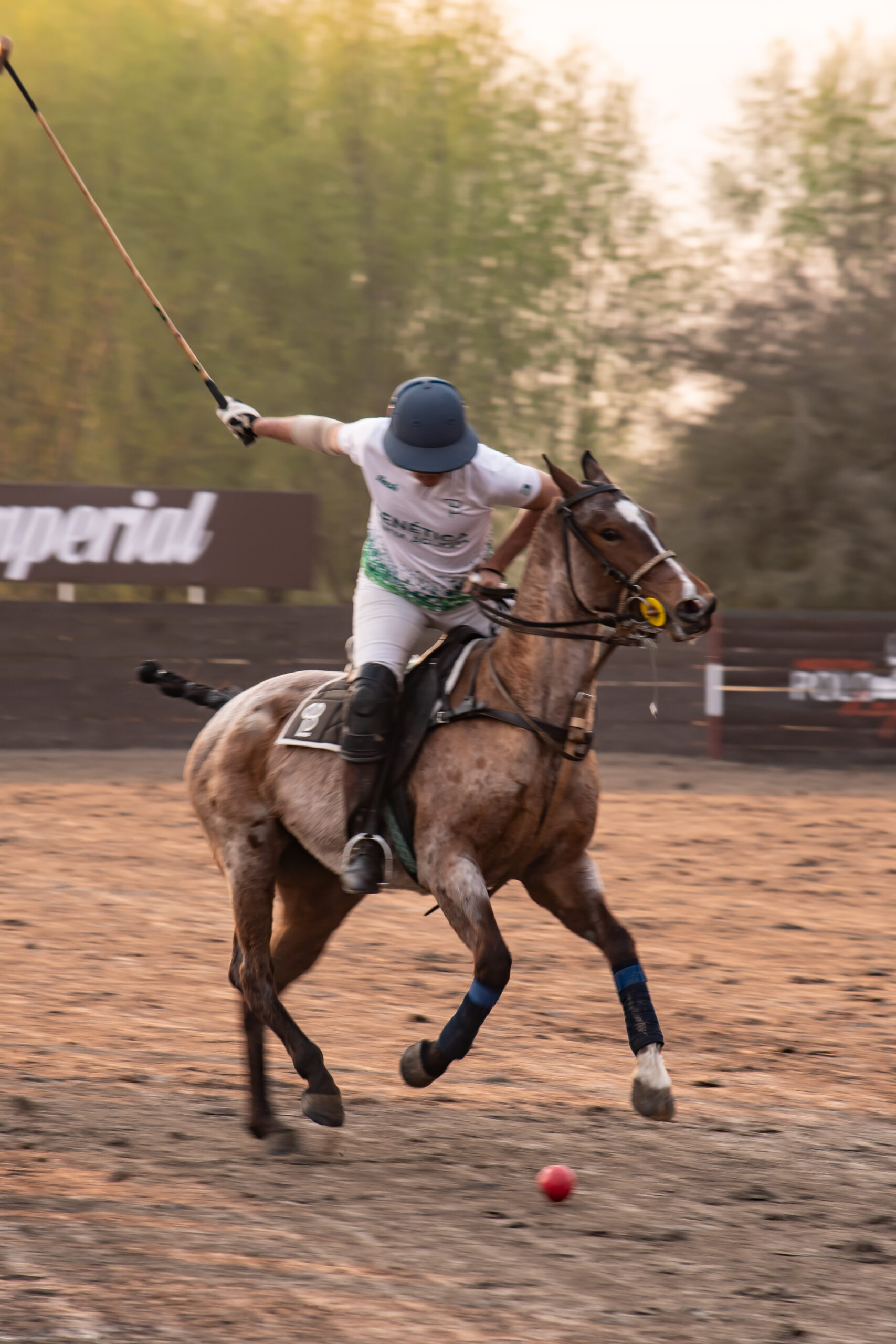 A professional polo player is riding his brown and white horse. His mallet being held high in the air as he is about to hit the polo ball.
