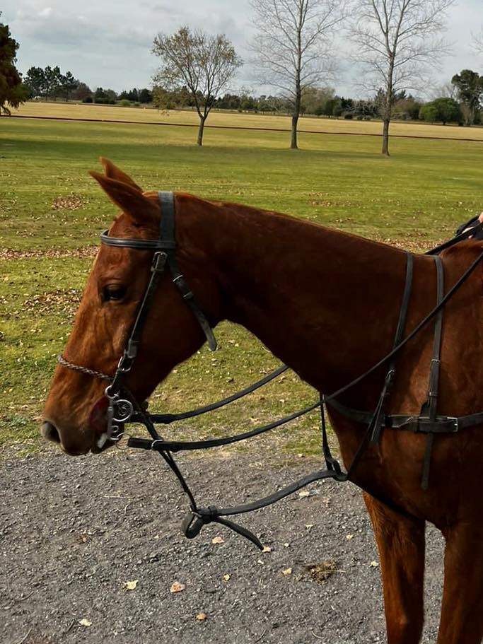 Argentina Polo Holidays | Everything you need to know about bits and mouthpieces