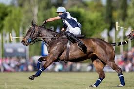 polo horse