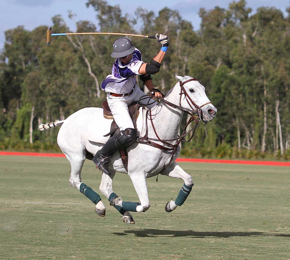 argentine polo horse